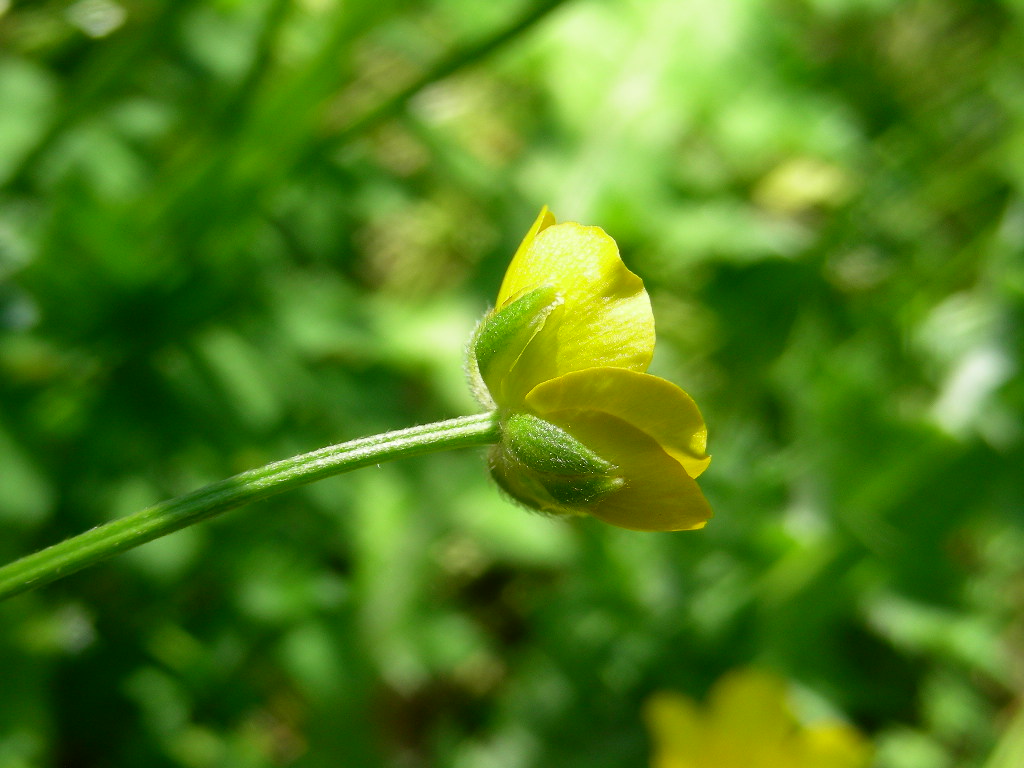 Fasciazione su Ranunculus sp.